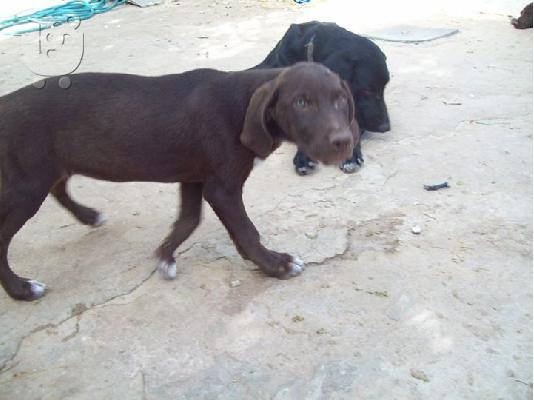 Ομορφα ημιαιμα λαμπραντορ γονεις και κουταβια χαριζονται...