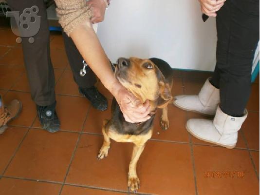 Γκεκας ημιαιμο χαριζεται