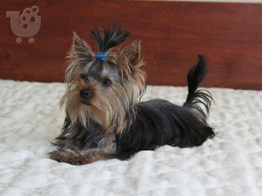 Yorkshire Terrier Καθαροαιμα κουτάβια ευκαιρία 6988190151 ΑΘΗΝΑ...