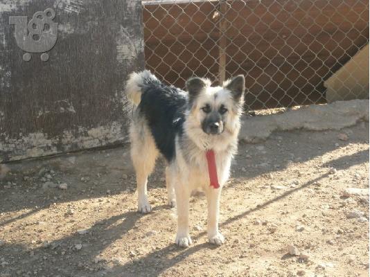 PoulaTo: Λυκοσκυλιτσα χαριζεται