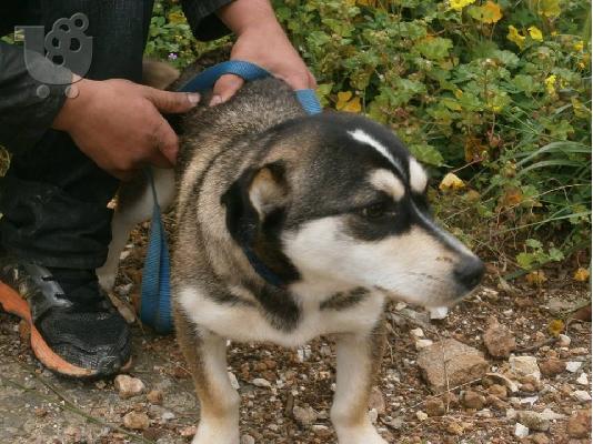 Μικροσωμο σκυλακι χαριζεται