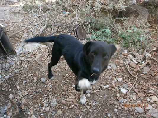 Σκυλακι χαριζεται