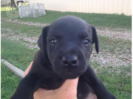 PoulaTo: Patterdale Terrier Pups
