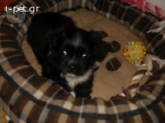 PoulaTo: πεκινουα