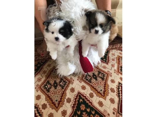 Πώληση Pomeranian σκύλοι και κουτάβια
