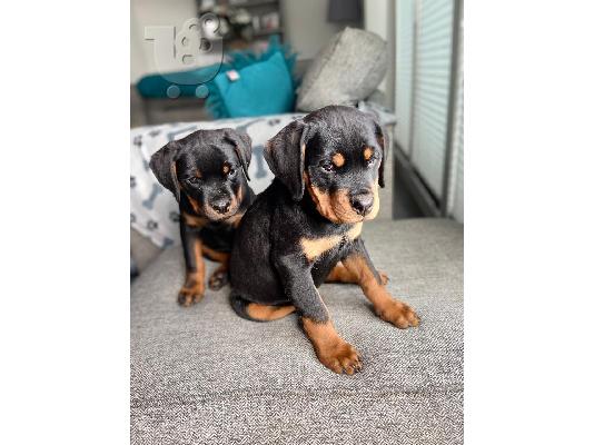 Κουτάβια Rottweiler, έτοιμα να φύγουν τώρα, μόνο 2 αγόρια...