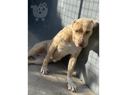 ΚΡΑΤΗΣΕΙΣ κουτάβια Pitbull