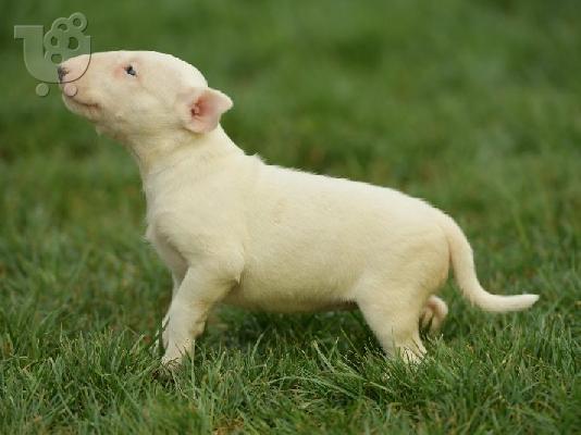 Bull Terrier κουτάβια