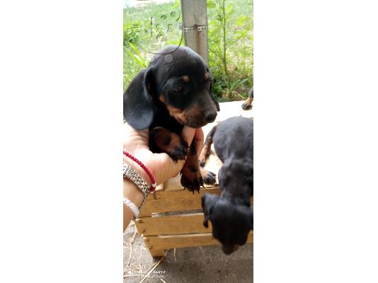 PoulaTo: Γαλλικό μπουλντόγκ και Dachshund κουτάβια