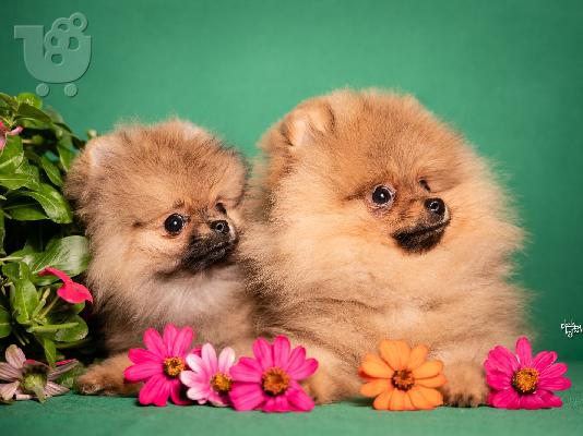 PoulaTo: Pomeranian Spitz κουτάβια