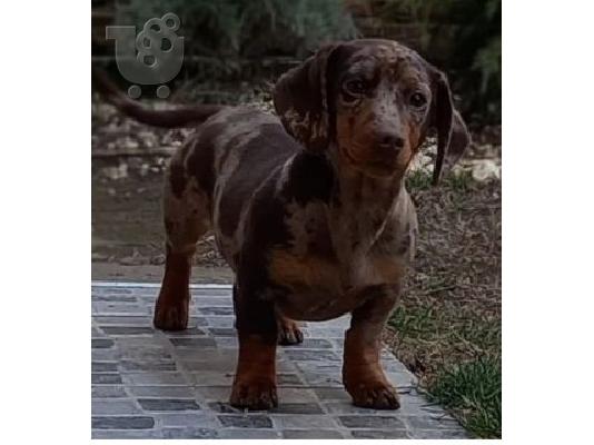 Merle Dachshund κουτάβια προς πώληση