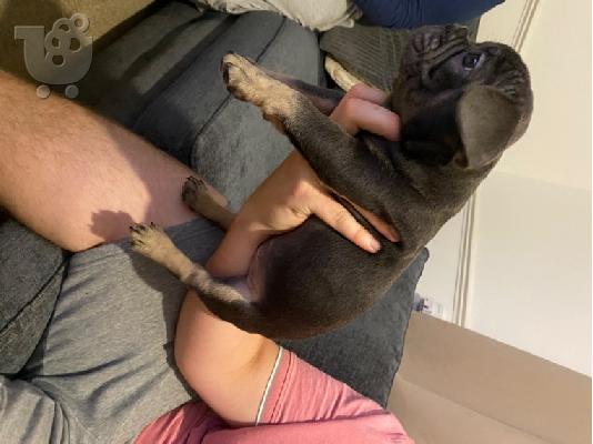 Κουτάβια AKC FrenchBulldog+34634098453