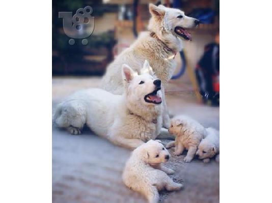 PoulaTo: ελβετικος ποιμενικος