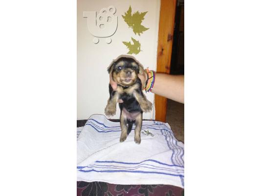 Yorkshire Terrier