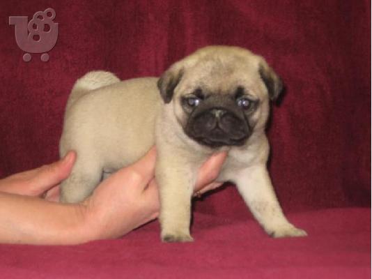 PUG