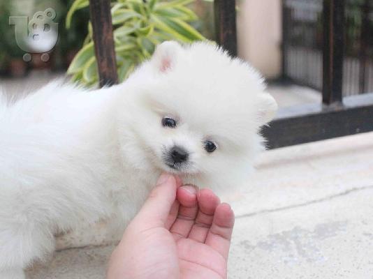PoulaTo: Akc Purebred Pomeranian κουτάβια θηλυκά και αρσενικά έτοιμα