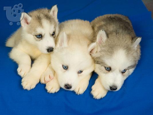 HUSKY SIBERIAN -χασκυ