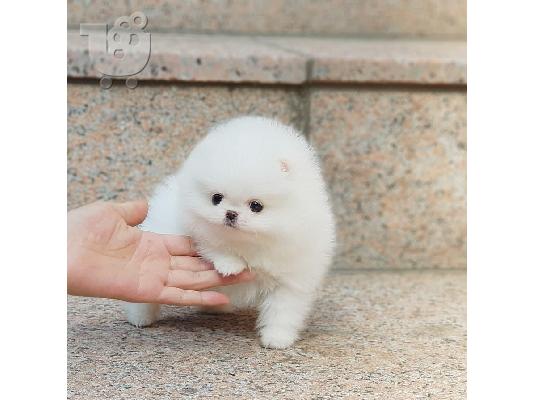 Τσαγιού κουτάβια Pomeranian για υιοθεσία