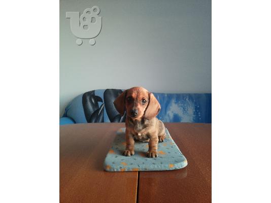 PoulaTo: Ντατσχουντ – 300 euro