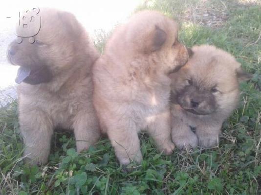 τσουο τασουο