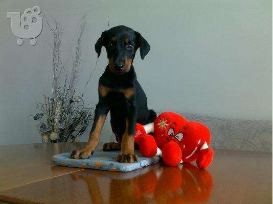 Kαλή τιμή!!!.Πουλάω όμορφα κουτάβια ράτσα DOBERMAN – Ντόμπερμαν - 300 euro...