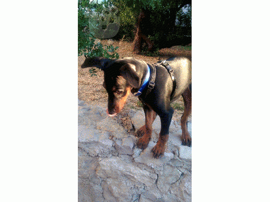 πωλειται κουταβι