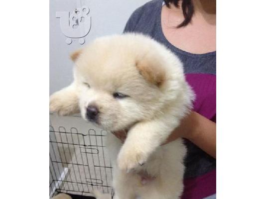 PoulaTo: Chow Chow