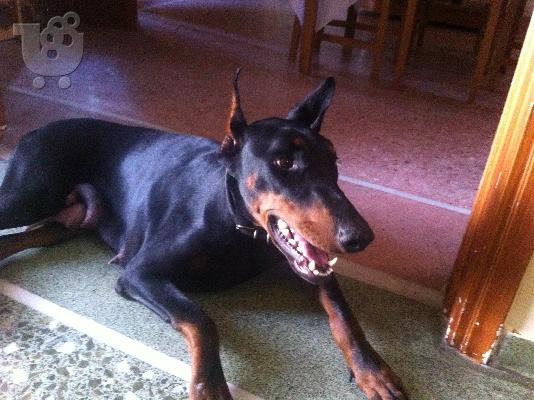 doberman 35 hmerwn