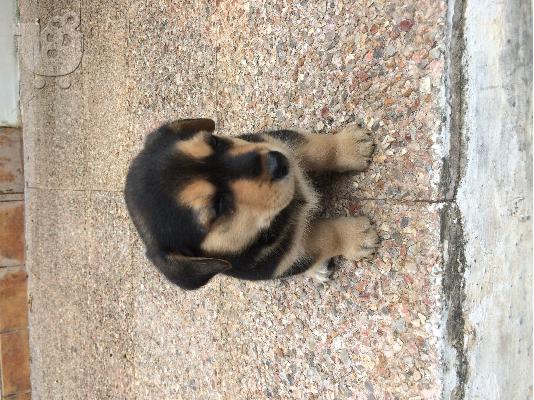 Πωλείται Ροτβαιλερ (Rottweiller)