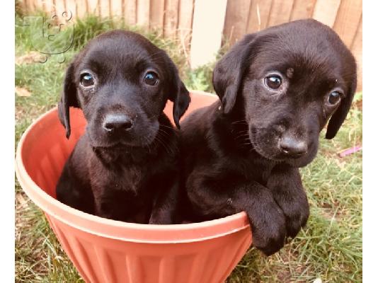 Προς πώληση Labrador Retriever Σκύλοι και κουτάβια
