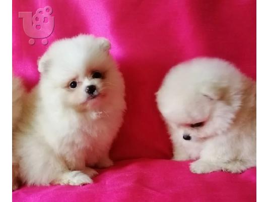 PoulaTo: Pomeranian Πωλείται