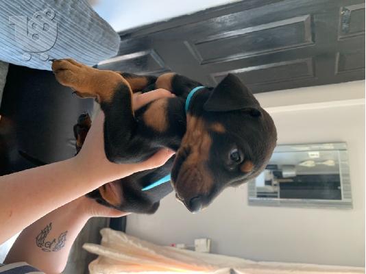 PoulaTo: Doberman Pups