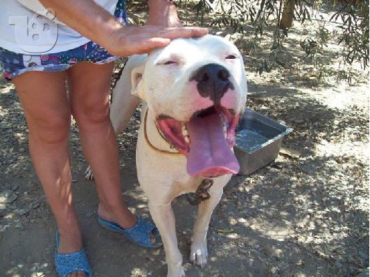 Dogo argentino χαριζεται