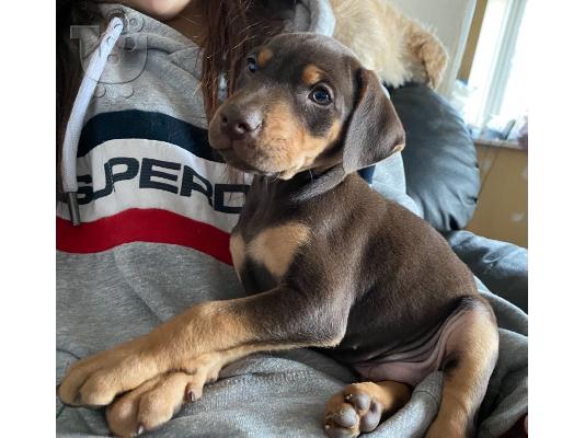 PoulaTo: Doberman X Pups