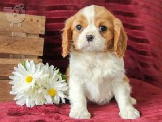 PoulaTo: Cavalier Charles Spanie{€350}