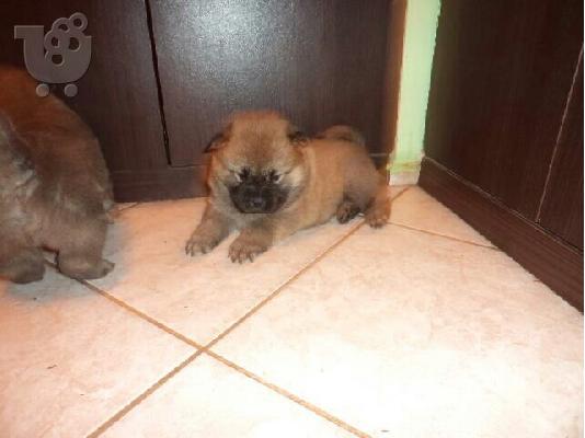 PoulaTo: τσαου-τασου