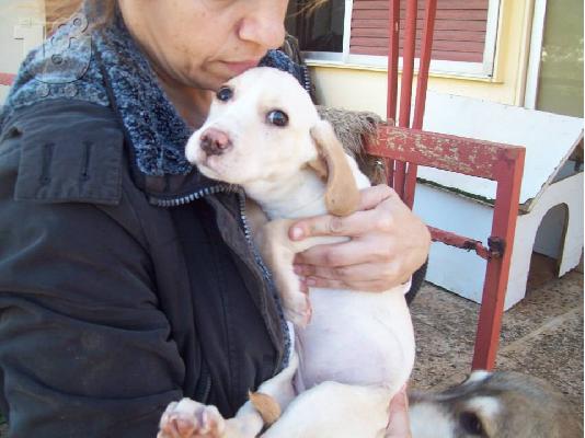 Λευκο κουταβακι χαριζεται