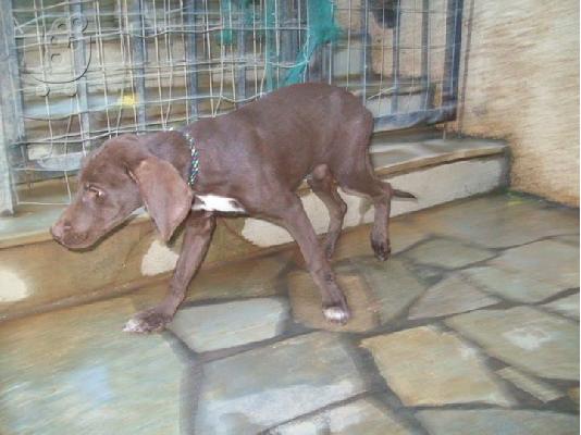 Σοκολατια κουταβουλα χαριζεται