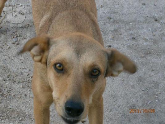 Σκυλιτσα χαριζεται