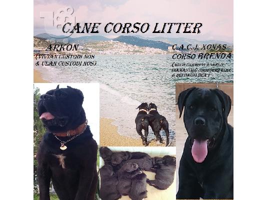 PoulaTo: Cane Corso διαθέσιμα κουτάβια