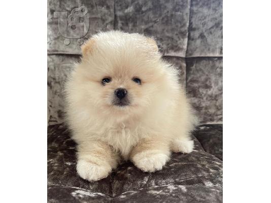 Πώληση Pomeranian σκύλοι και κουτάβια