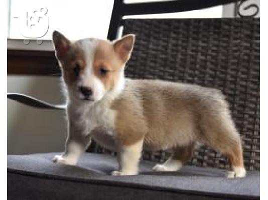 PoulaTo: WELSH CORGI
