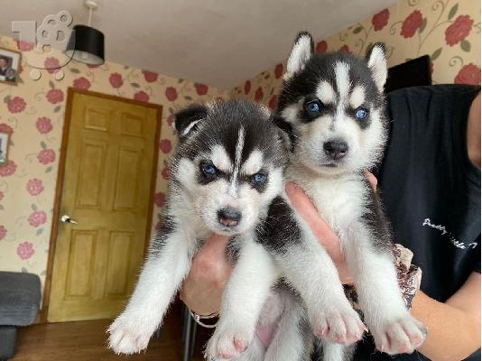 Όμορφη σκυλιά σούβλας husky προς πώληση
