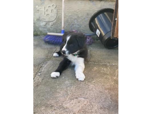 Border Collie Puppies για υιοθεσία