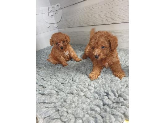 Παιχνίδι Poodle