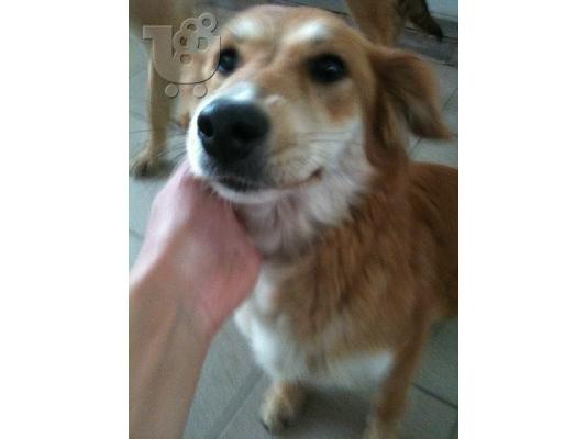 Σκυλιτσα συντροφιας χαριζεται