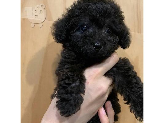 Κουτάβια Poodle