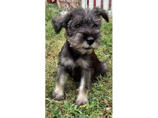 Standard Schnauzer κουτάβια
