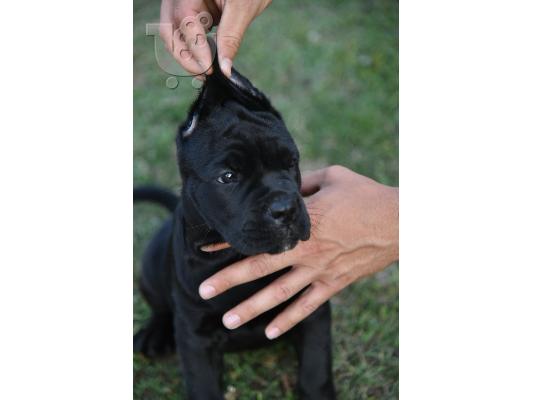 Cane Corso κουτάβια