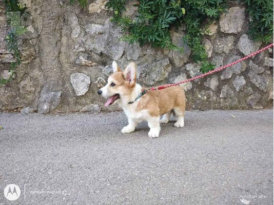 Pembroke Welsh Corgi κουτάβια